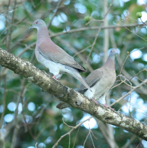 Pale Vented Pigeon Pale Vented Pigeon
