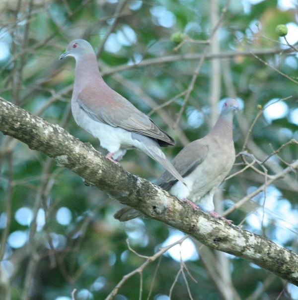 Pale Vented Pigeon