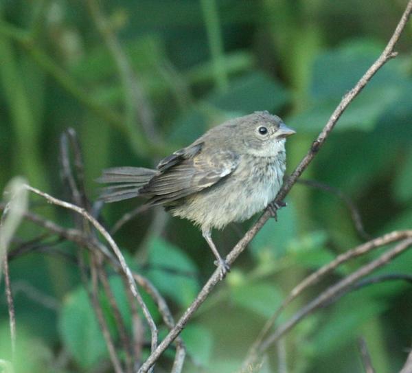 Blue Black Grassquit