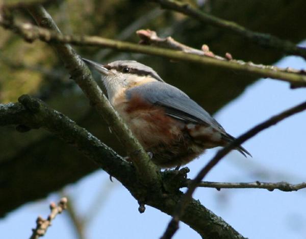 Eurasian Nuthatch Eurasian Nuthatch
