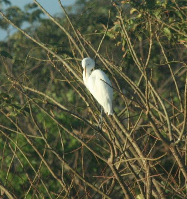 Great Egret