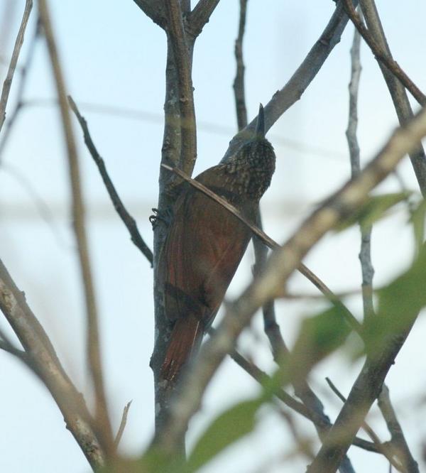 Cocoa Woodcreeper