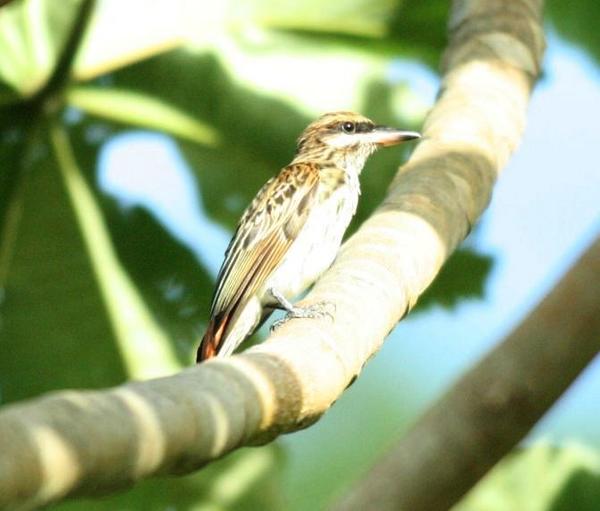 Streaked Flycatcher Streaked Flycatcher