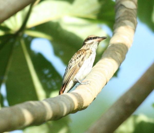 Streaked Flycatcher