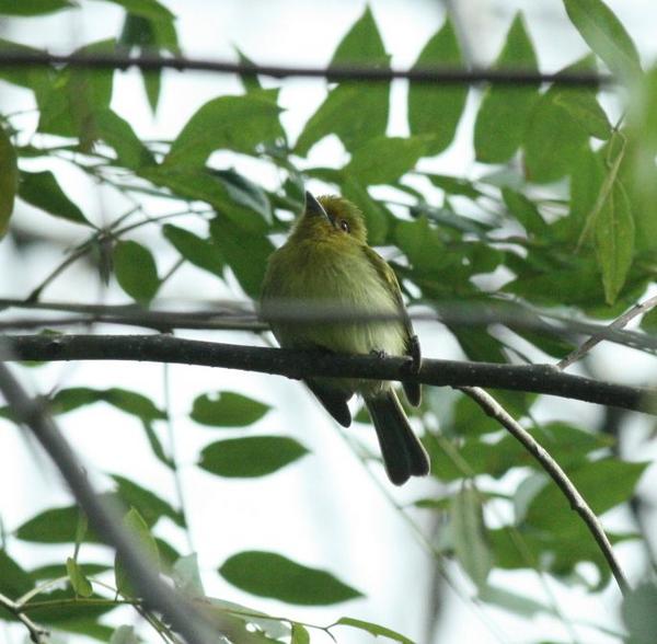 Yellow-breasted Flycatcher Yellow-breasted Flycatcher