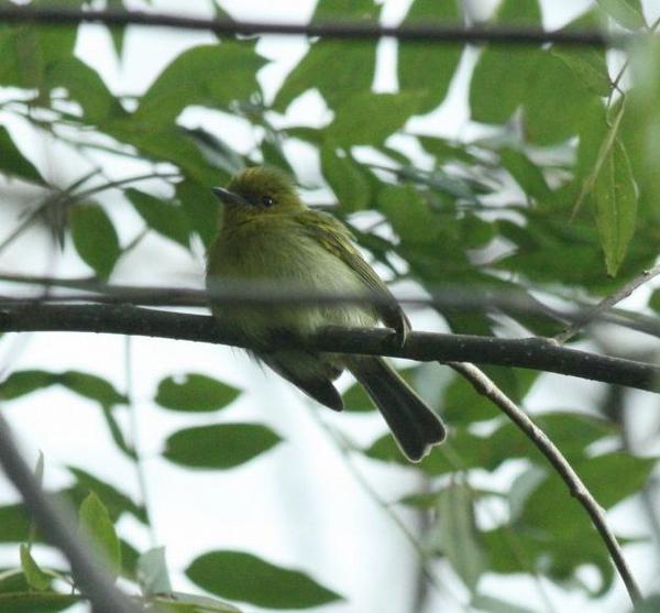 Yellow-breasted Flycatcher Yellow-breasted Flycatcher