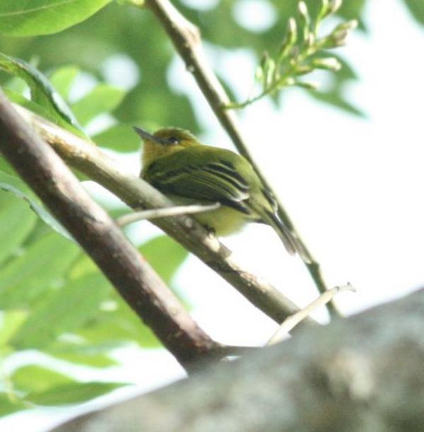 Yellow-breasted Flycatcher Yellow-breasted Flycatcher