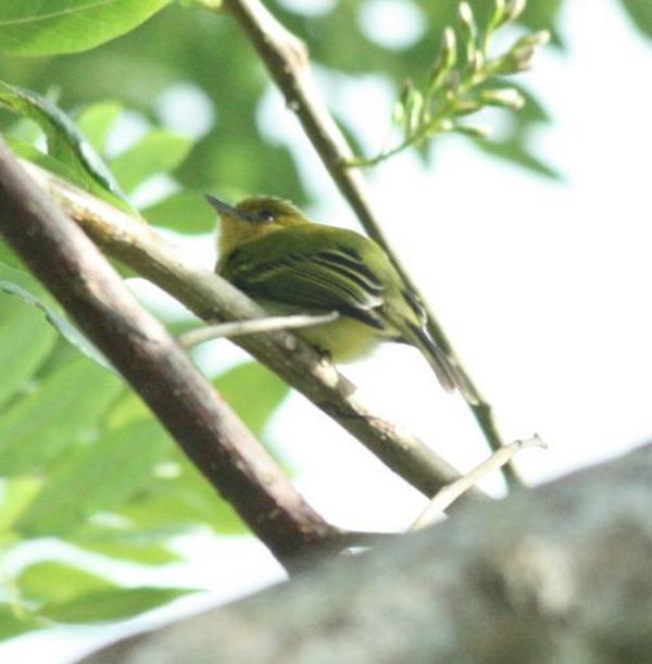 Yellow-breasted Flycatcher