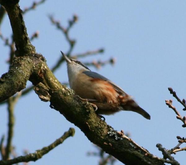 Eurasian Nuthatch Eurasian Nuthatch