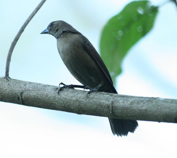 Shiny Cowbird