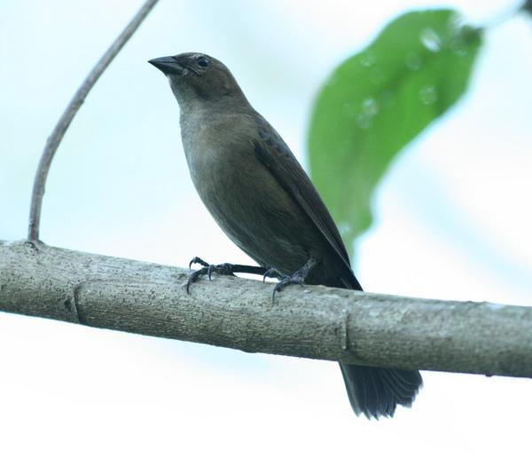 Shiny Cowbird Shiny Cowbird