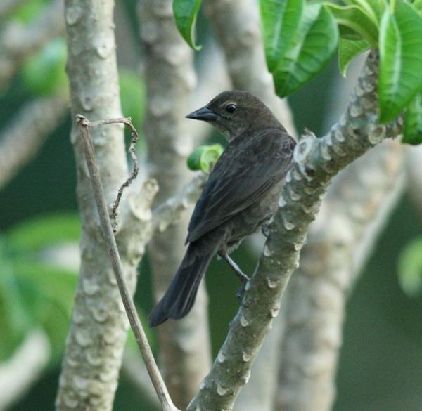 Shiny Cowbird Shiny Cowbird