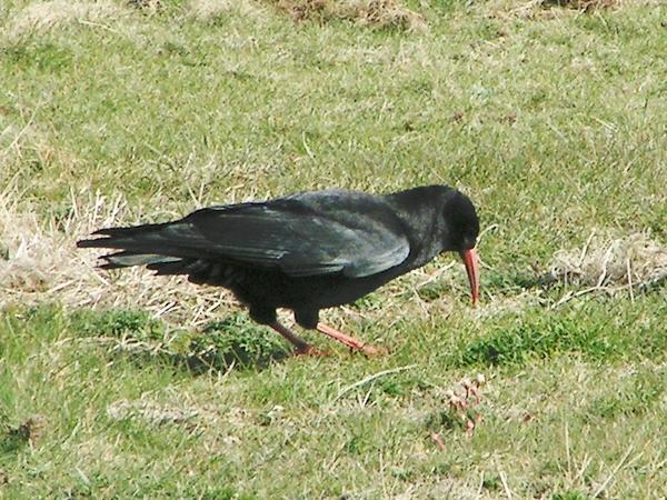 Red-billed Chough Red-billed Chough
