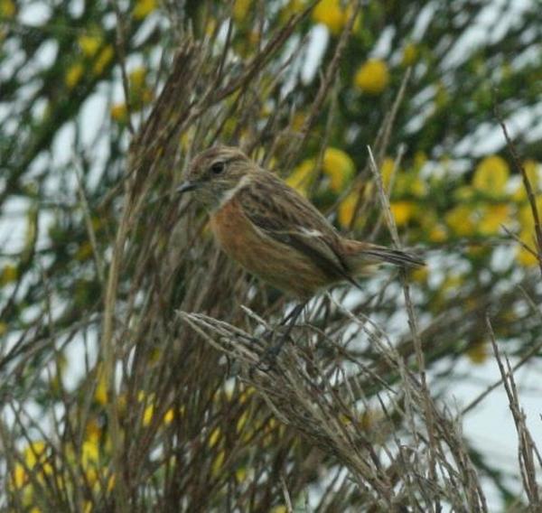 European Stonechat