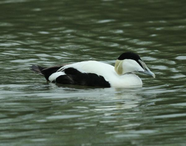 Common Eider Common Eider
