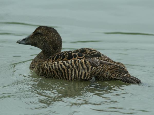 Common Eider