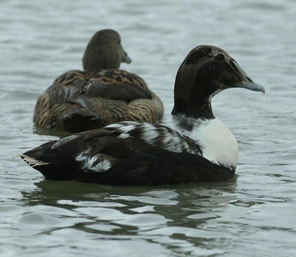 Common Eider Common Eider
