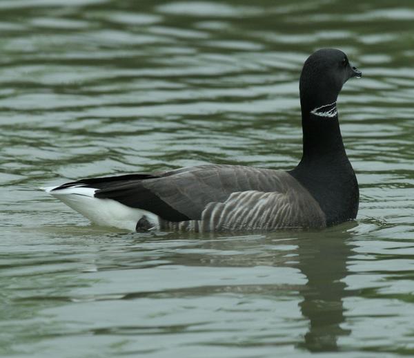 Dark-bellied Brent Goose