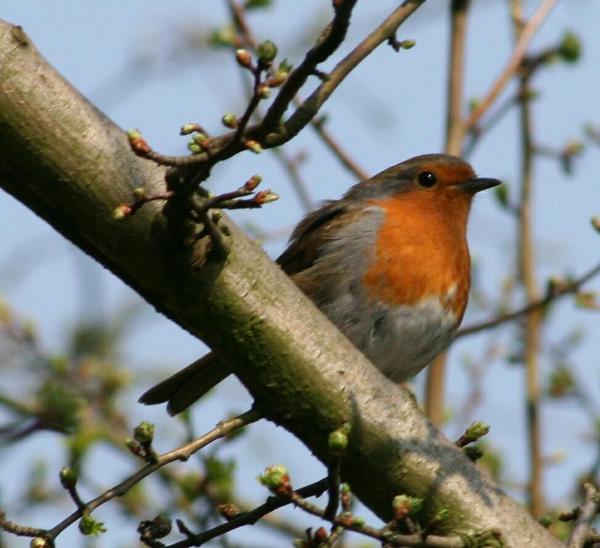 European Robin