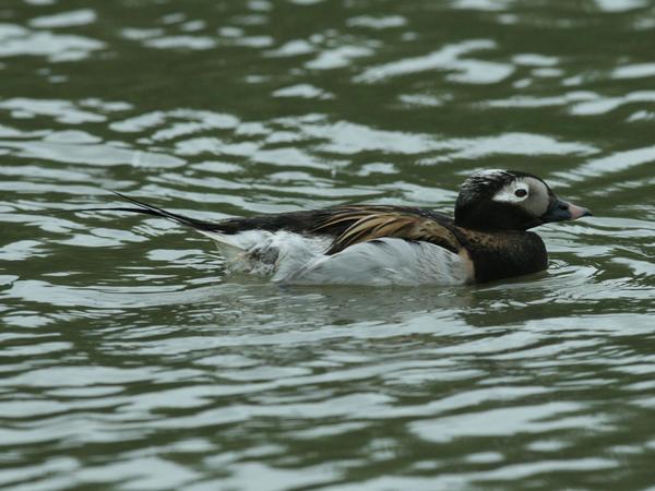 Long-tailed Duck