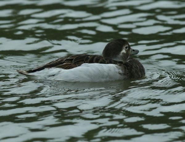 Long-tailed Duck