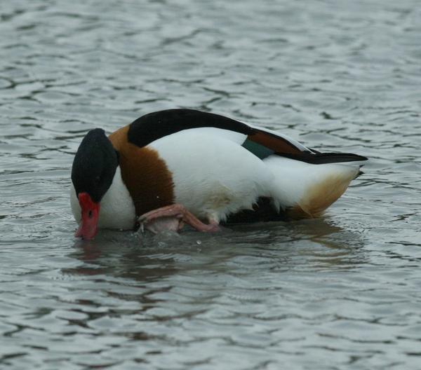 Shelduck