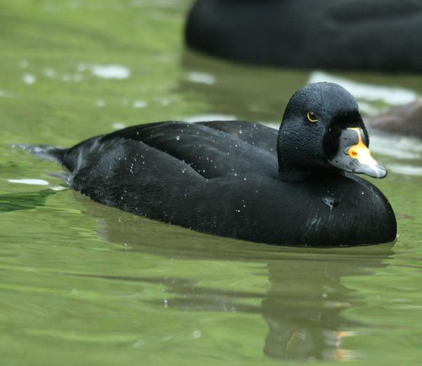 European Black Scoter