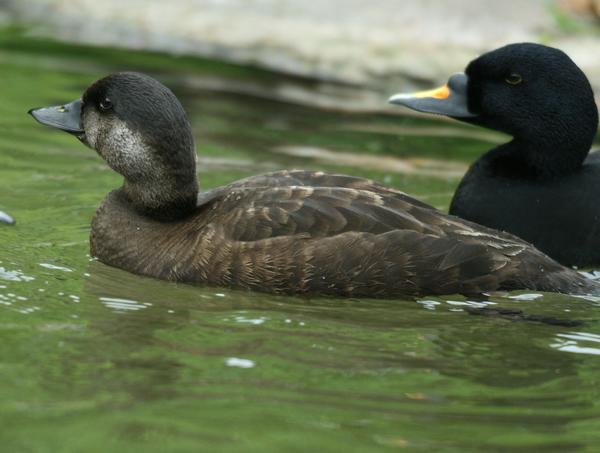 European Black Scoter European Black Scoter