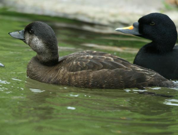 European Black Scoter