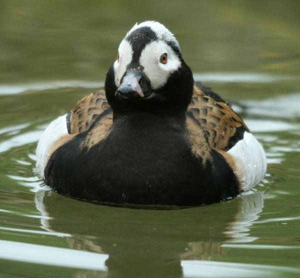 Long-tailed Duck