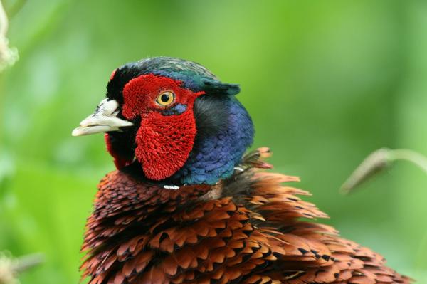Common Pheasant Common Pheasant