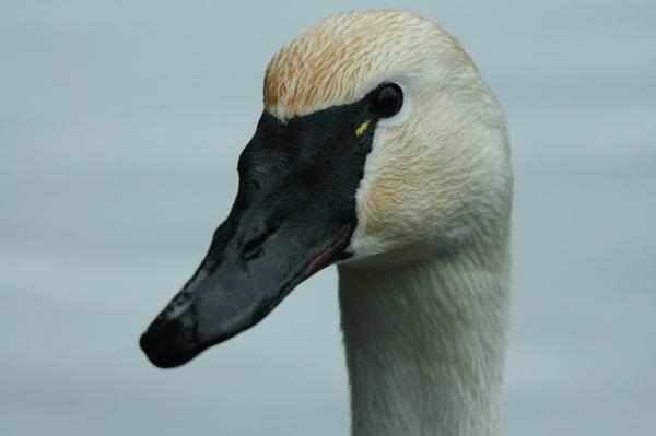 Trumpeter Swan Trumpeter Swan