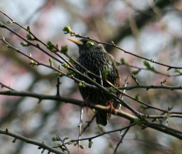 European Starling