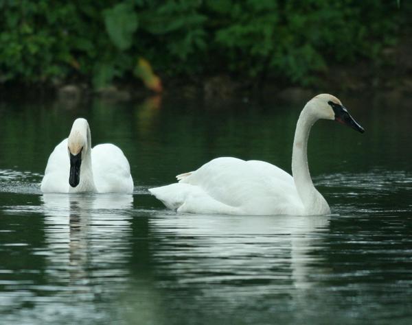 Trumpeter Swan Trumpeter Swan