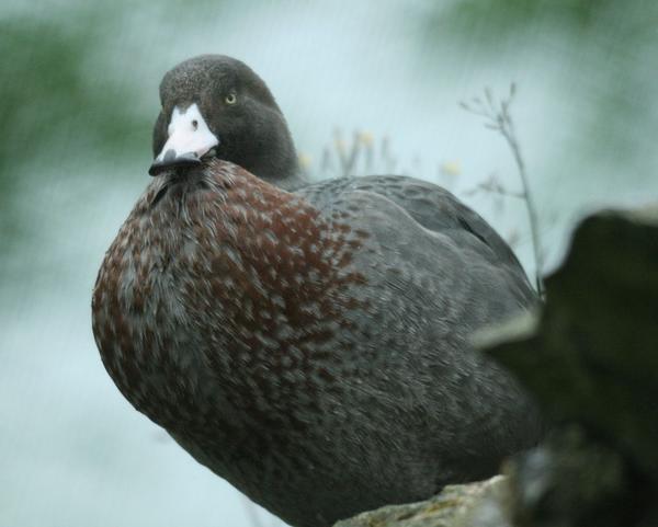 Blue Duck Blue Duck
