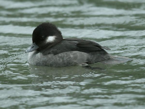 Bufflehead Bufflehead