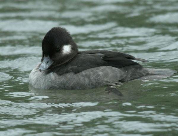 Bufflehead Bufflehead