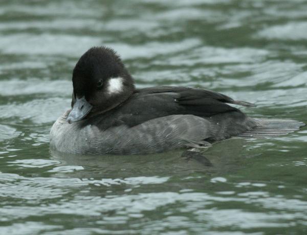 Bufflehead