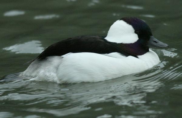 Bufflehead Bufflehead