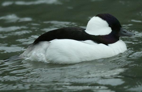 Bufflehead Bufflehead