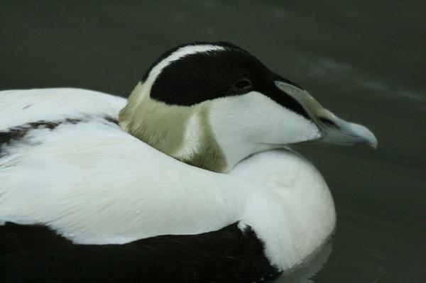 Common Eider