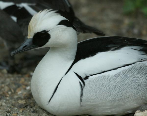 Smew