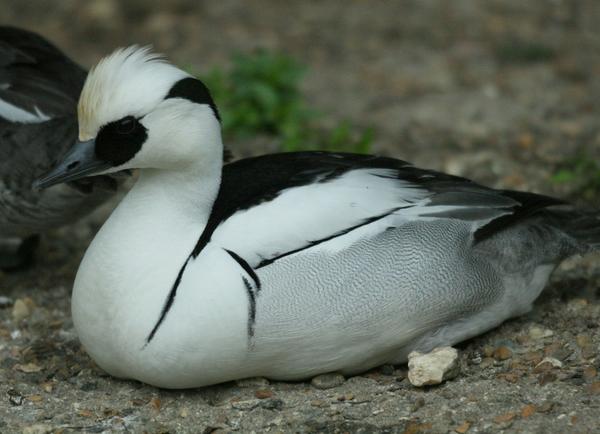 Smew Smew