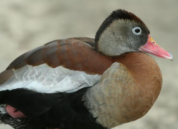 Ringed Teal