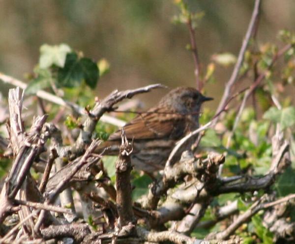Dunnock Dunnock