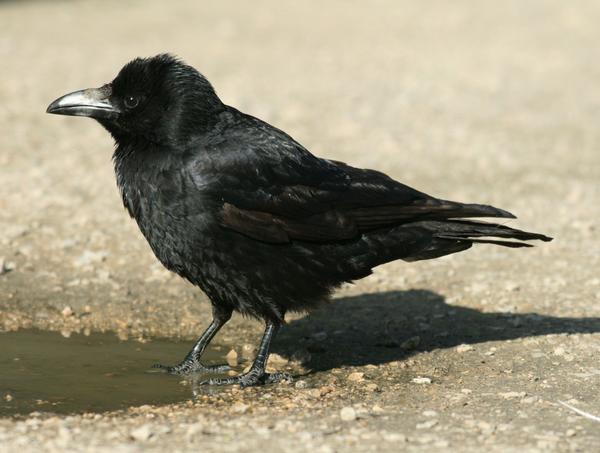 Rook Rook