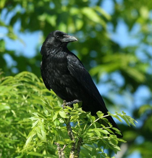 Rook Rook