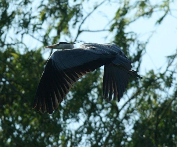 Grey Heron