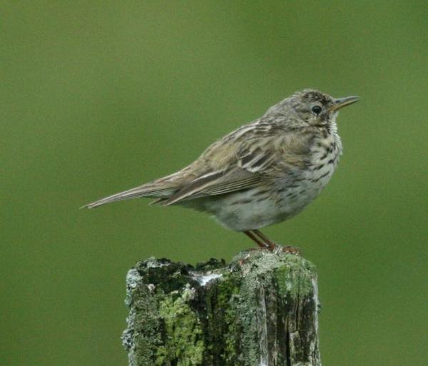 Meadow Pipt