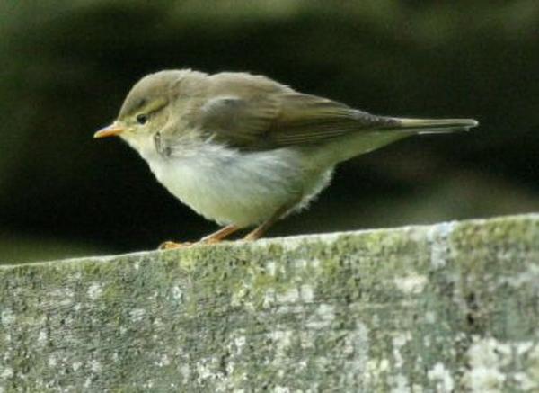 Willow Warbler